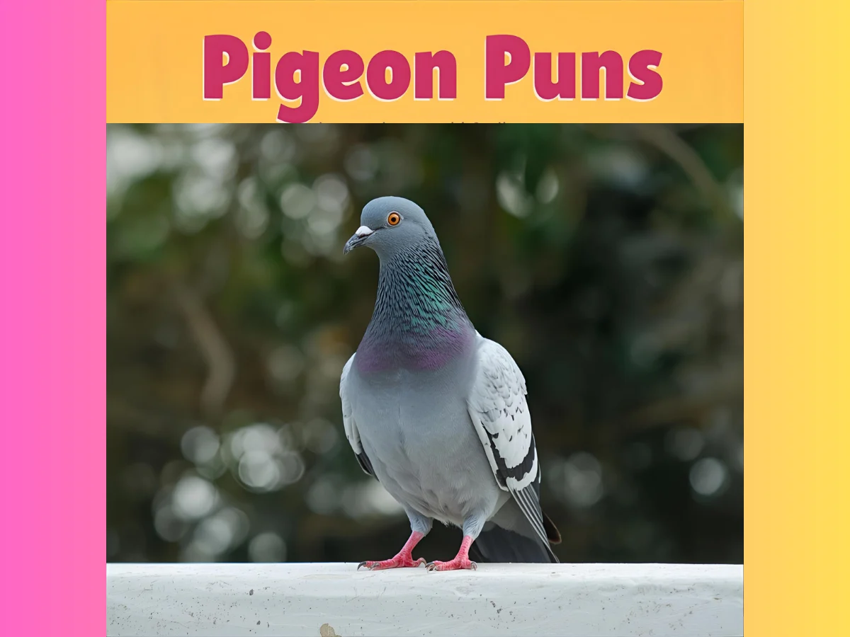Pigeon Puns